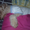 WOOPETS_13