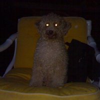 Photo #88387 de Bingo