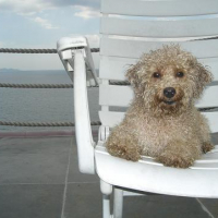 Photo #88399 de Bingo