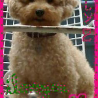 Photo #88405 de Bingo