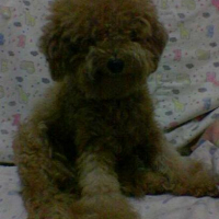 Photo #88411 de Bingo