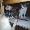 WOOPETS_5