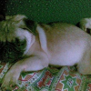 WOOPETS_2
