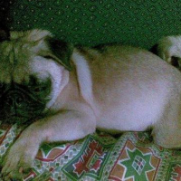 Photo #88477 de Bella
