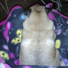 WOOPETS_5