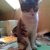 Photo #88651 de Dawa