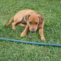 Photo #88921 de Fudge