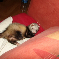Photo #89221 de Brigitte