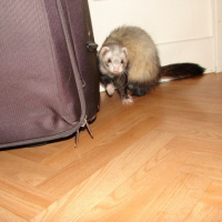 Photo #89227 de Brigitte