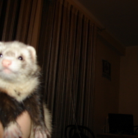 Photo #89233 de Brigitte