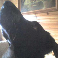 Photo #89245 de Ulysse