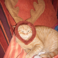 Photo #89377 de Moustic