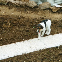 Photo #89413 de Roucky