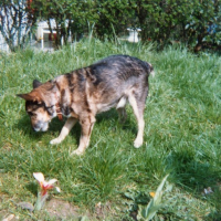 Photo #89449 de Whisky