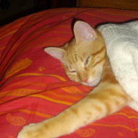Photo #89821 de Doolin