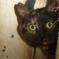 Photo #89827 de Dahlia