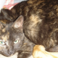 Photo #89833 de Dahlia