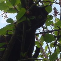 Photo #90163 de Bambou