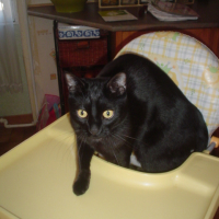 Photo #90175 de Bambou