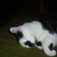 Photo #90511 de Alpha