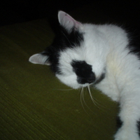 Photo #90517 de Alpha
