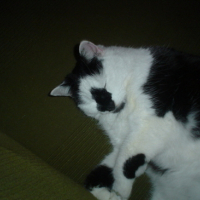 Photo #90523 de Alpha