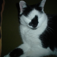Photo #90529 de Alpha