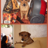 Photo #90637 de Fudge