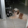 MY_PETS_001