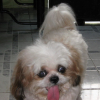 MY_PETS_003
