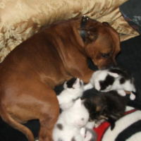Photo #90781 de Kimba