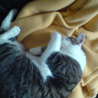 Photo #90799 de Moustic