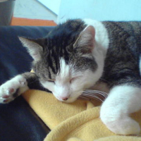 Photo #90805 de Moustic