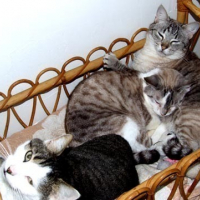 Photo #90811 de Moustic