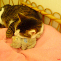 Photo #90817 de Moustic