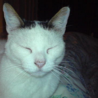 Photo #90859 de Kitty