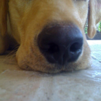 Photo #90889 de Lop-lop