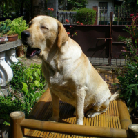 Photo #90895 de Lop-lop