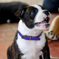 Photo #91039 de Orca