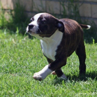 Photo #91045 de Orca