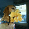 En voiture avec mon Pluto
