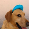 Avec ma casquette