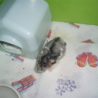 Photo #91387 de Perceval