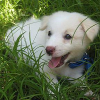 Photo #91555 de Magic