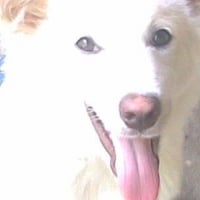 Photo #91567 de Magic