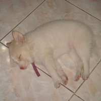Photo #92401 de Bon-bon