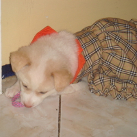 Photo #92413 de Bon-bon