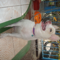 Photo #92425 de Bon-bon
