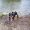 Blake with his stick he found in the water...