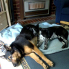 Blake resting with little brother Shadow...